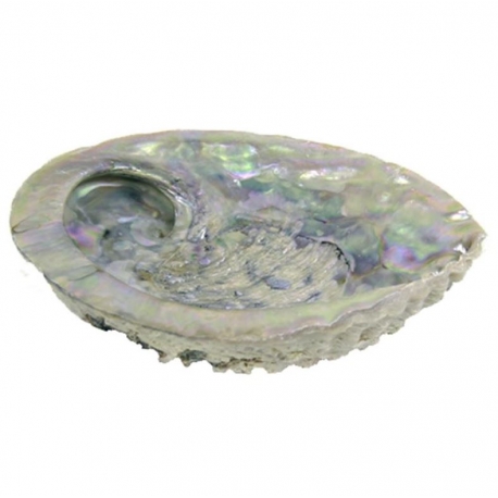 Abalone-Schale