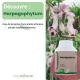 Harpagophytum - Dose