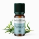 Huile Essentielle eucalyptus radié bio