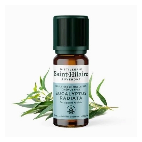 Huile Essentielle eucalyptus radié bio