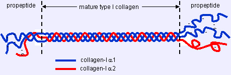structure du collagène